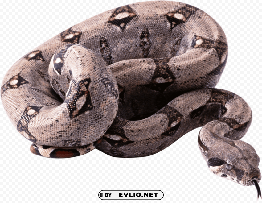 python s HighQuality Transparent PNG Isolated Object