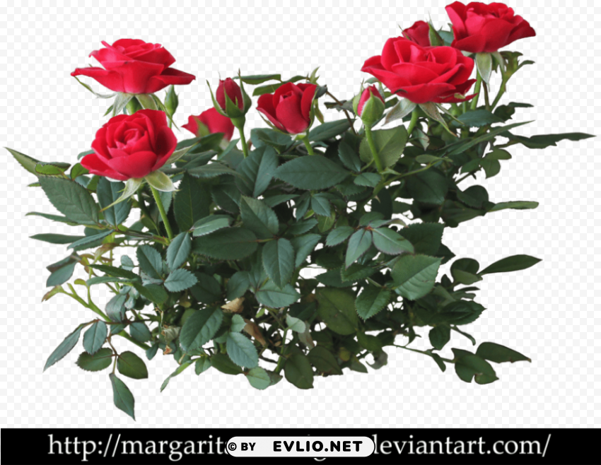 red rose plant PNG transparent images extensive collection PNG transparent with Clear Background ID f909da29