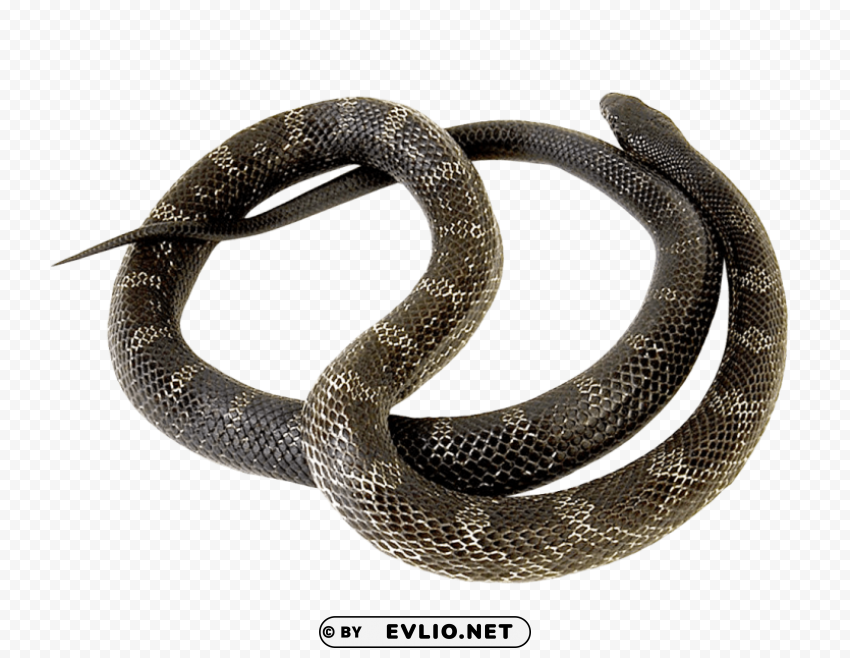 snake PNG files with transparent canvas collection