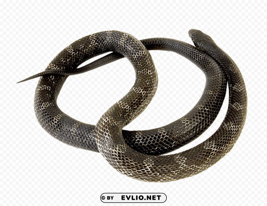 Snake PNG Files With Transparent Canvas Collection