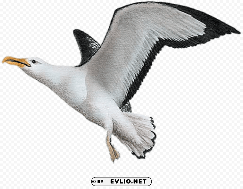 albatross painting PNG transparent pictures for editing