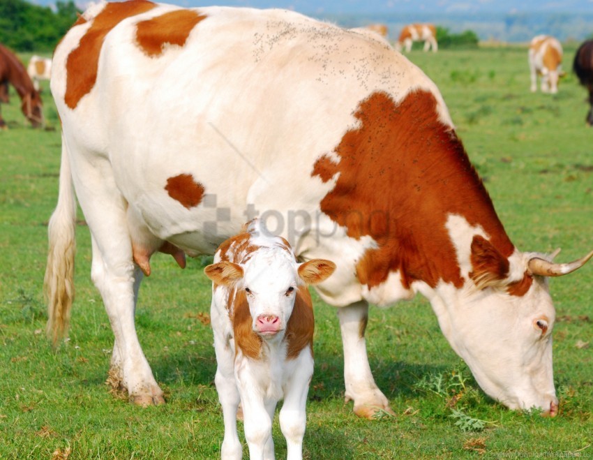 calf cow pasture wallpaper PNG transparent graphics for download