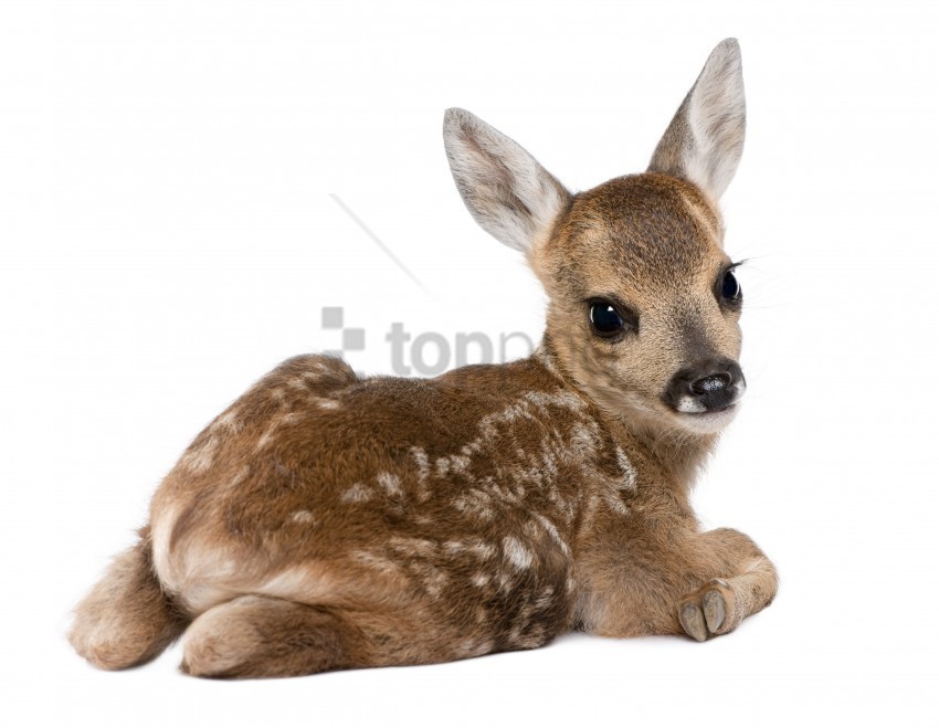 calf deer white wallpaper Transparent Background PNG Isolated Element