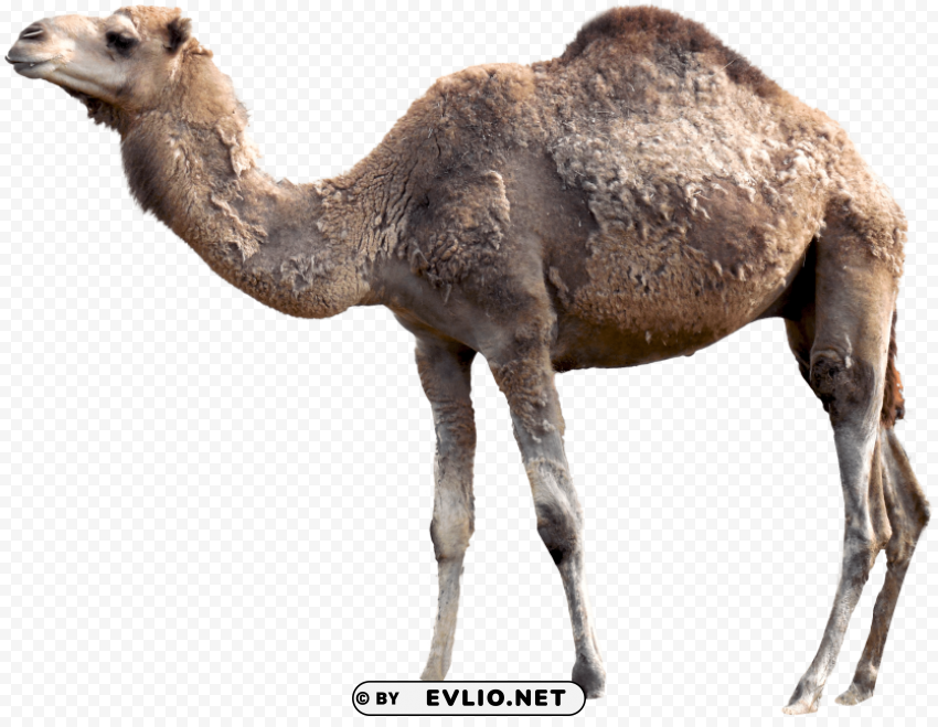 camel Isolated Object with Transparent Background PNG