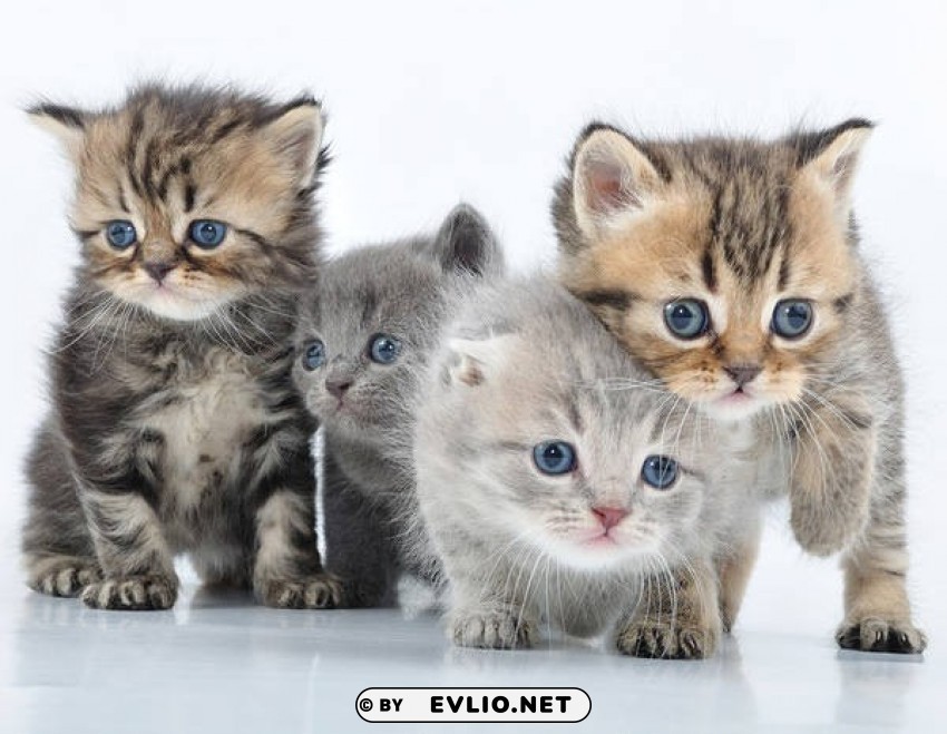 Cute Little Cats PNG Images With No Background Comprehensive Set