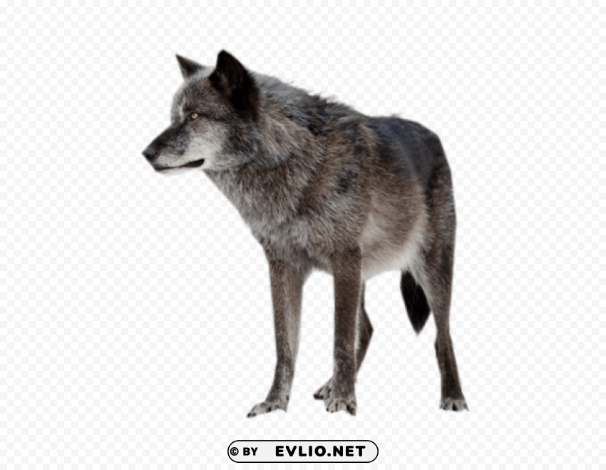 dark wolf PNG graphics with alpha transparency broad collection