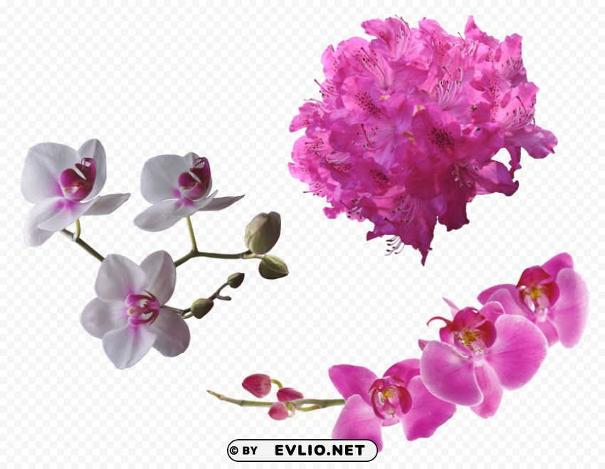 flowers Transparent PNG illustrations