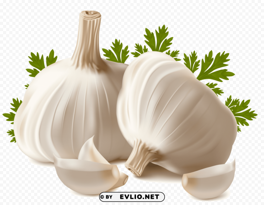 garlic PNG files with transparent canvas collection