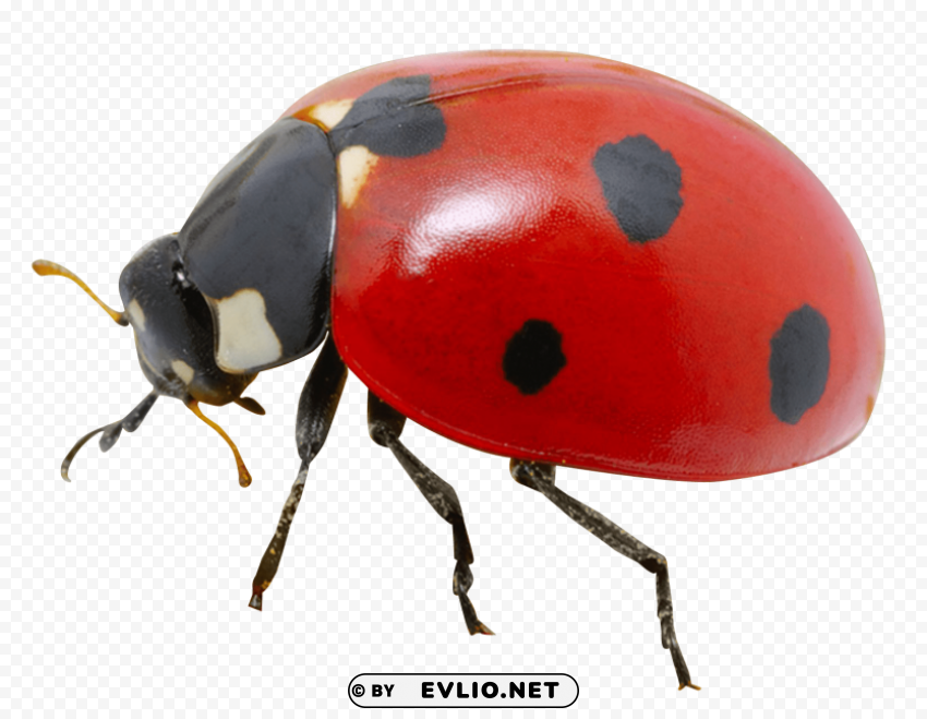 ladybug HighQuality Transparent PNG Object Isolation