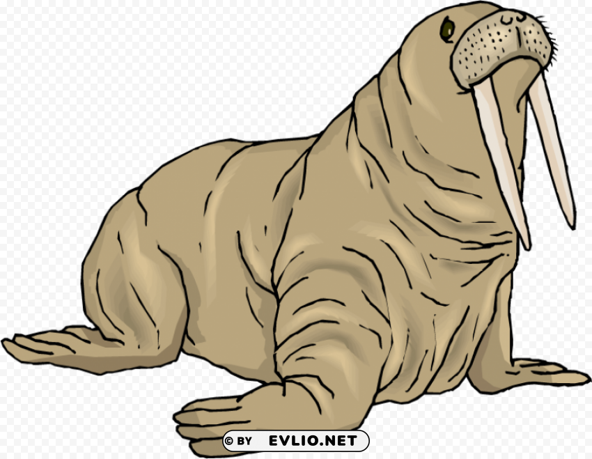 walrus background Clear PNG image