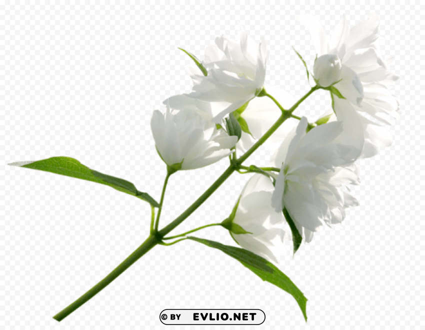 White Flower ClearCut PNG Isolated Graphic