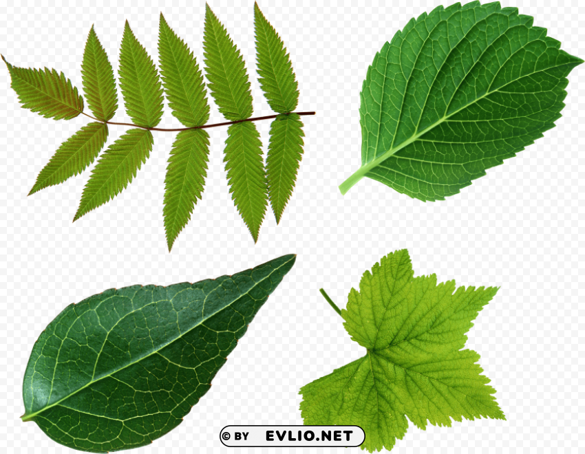 PNG image of green leaves PNG for presentations with a clear background - Image ID 5d933449