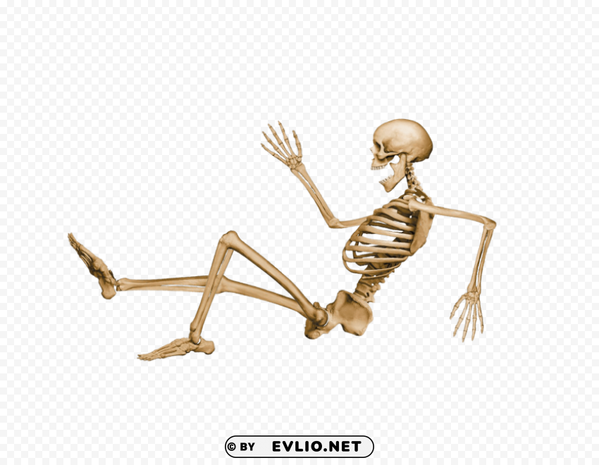 skeleton sitting Isolated Object on Clear Background PNG