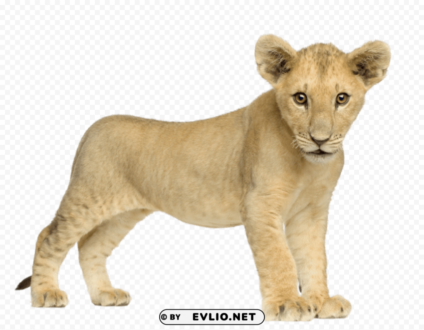 baby lion front PNG images with transparent layer