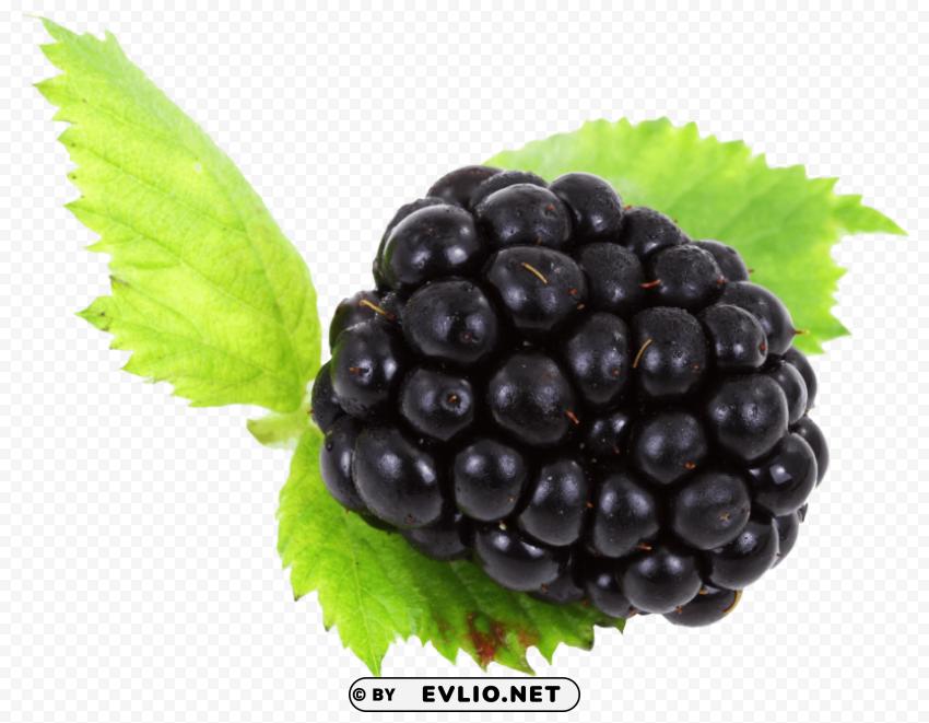 Blackberry with Leaves Isolated Illustration in Transparent PNG