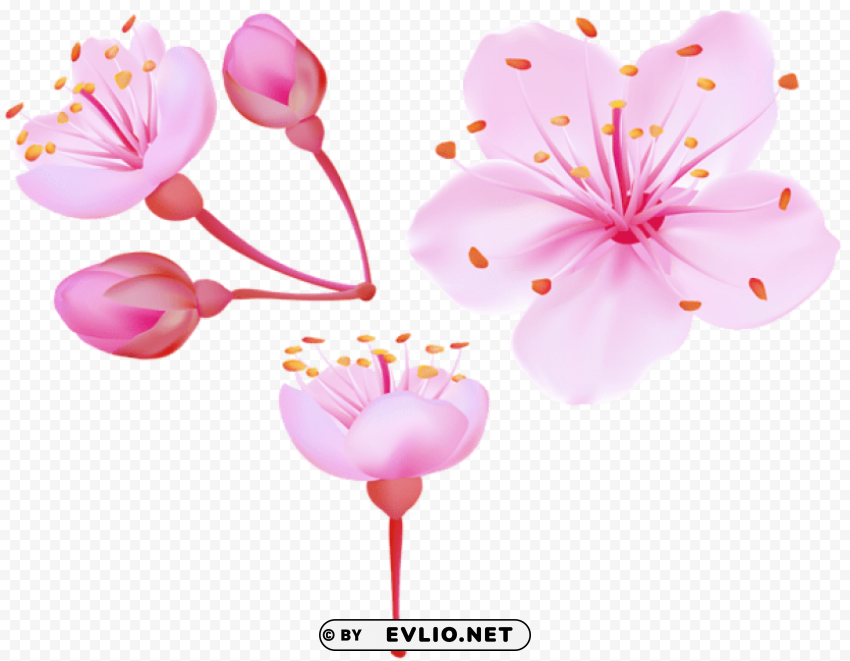 spring cherry blossoms PNG pictures with alpha transparency