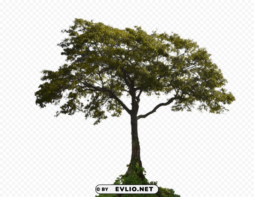 tree Transparent PNG graphics archive