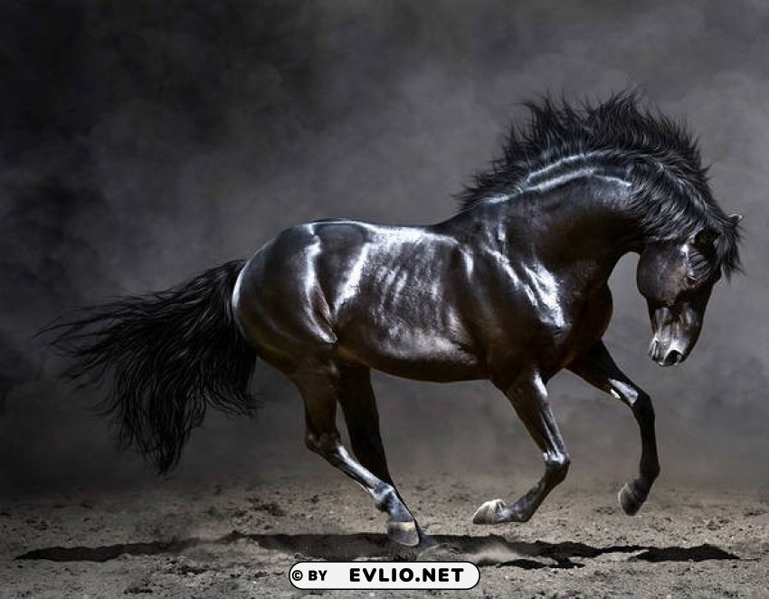beautiful black horse PNG images without restrictions