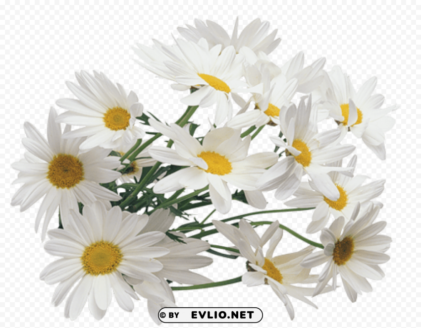 PNG image of camomile PNG transparent photos comprehensive compilation with a clear background - Image ID 00959ec5