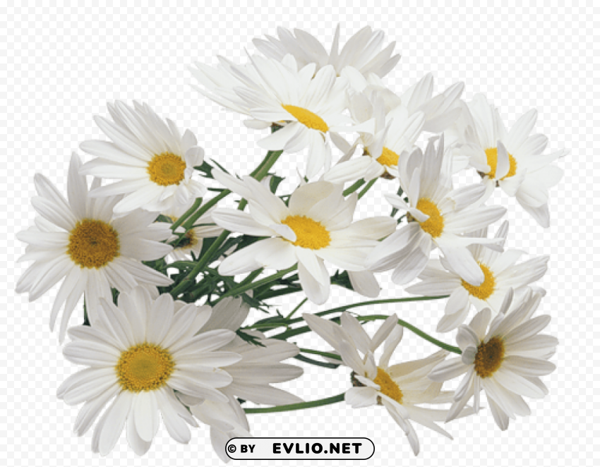 camomile PNG transparent photos comprehensive compilation