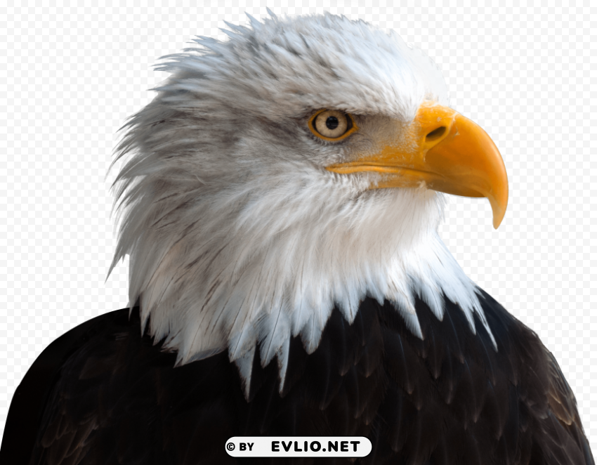 Eagle PNG with Clear Isolation on Transparent Background