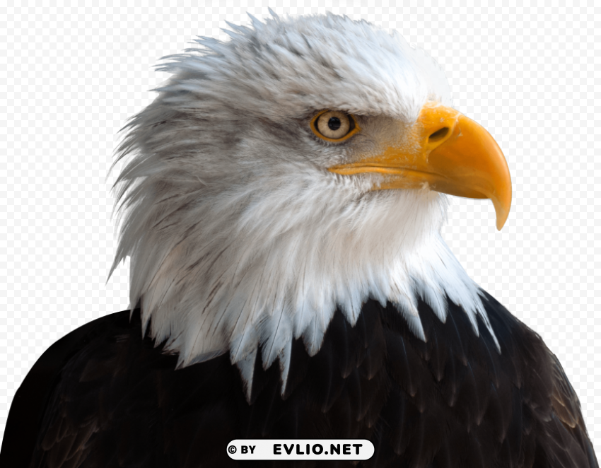 Eagle PNG With Clear Isolation On Transparent Background