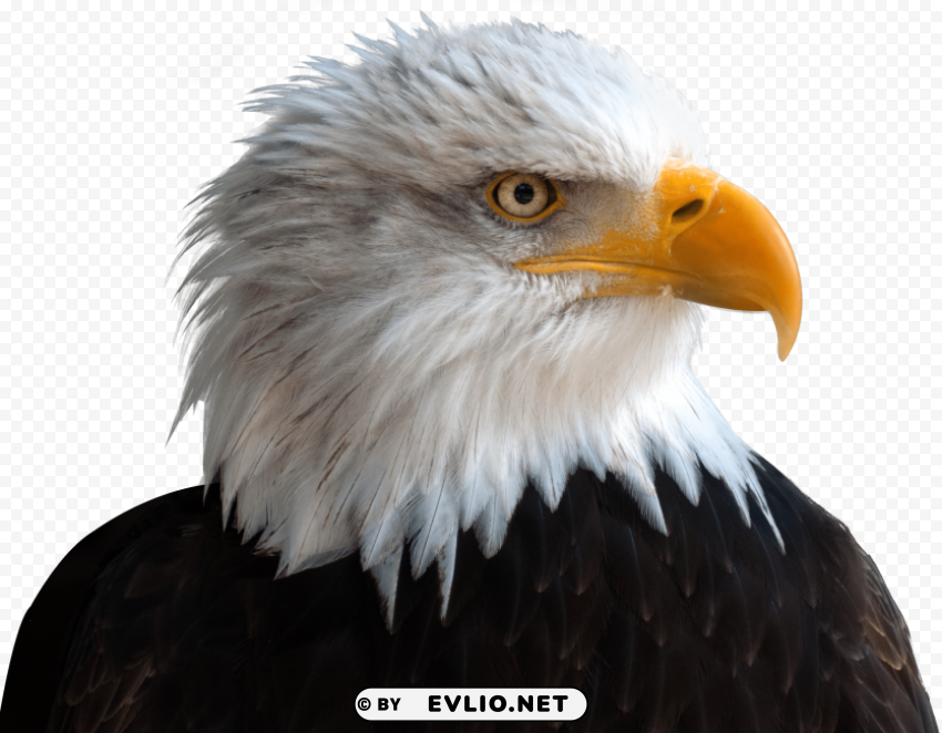 Eagle HighResolution Transparent PNG Isolated Element