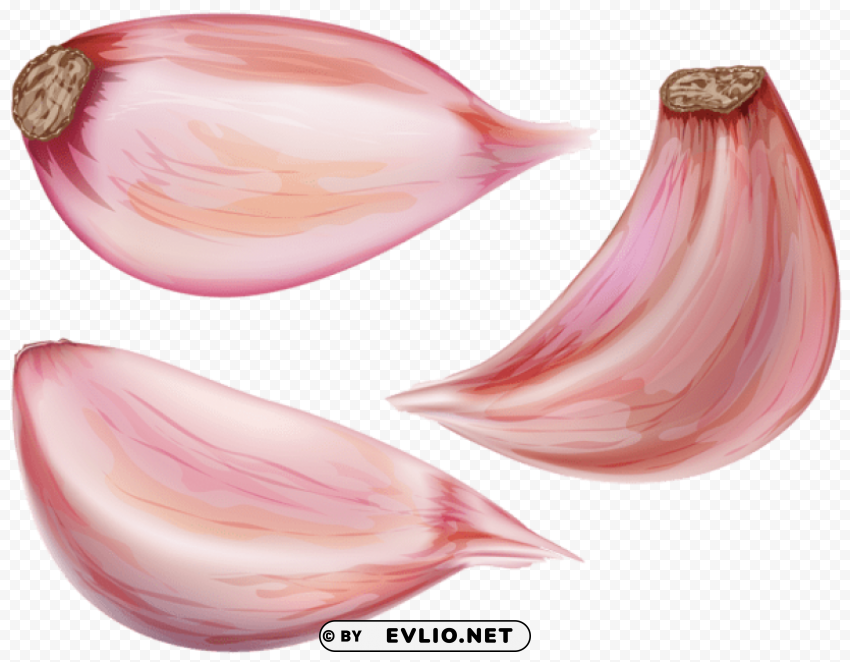 garlic cloves PNG transparent backgrounds