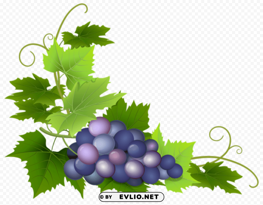 grape Isolated Item on Clear Background PNG