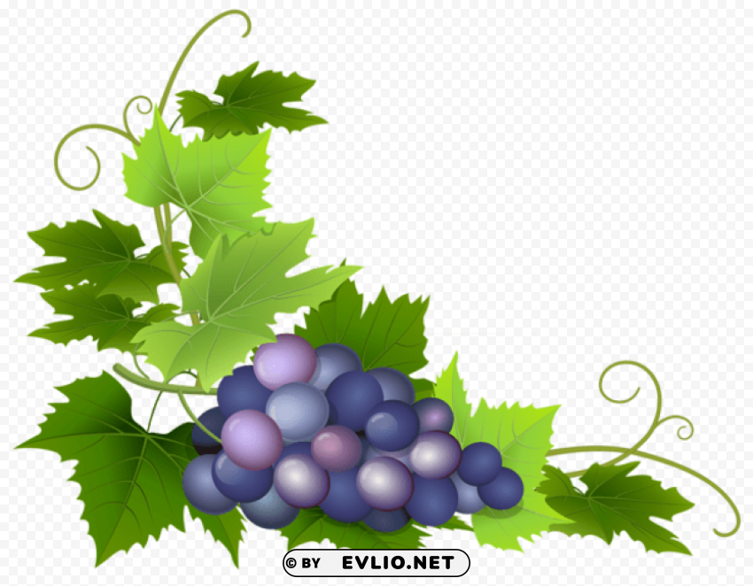 Grape Isolated Item On Clear Background PNG