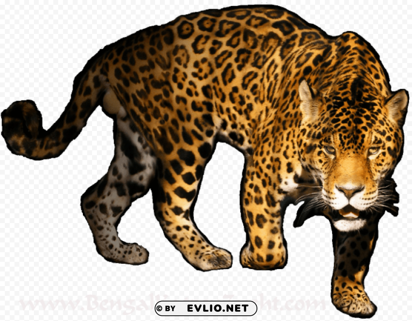 jaguar free s Transparent PNG images with high resolution