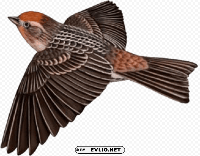 brown bird free High-resolution transparent PNG images comprehensive assortment