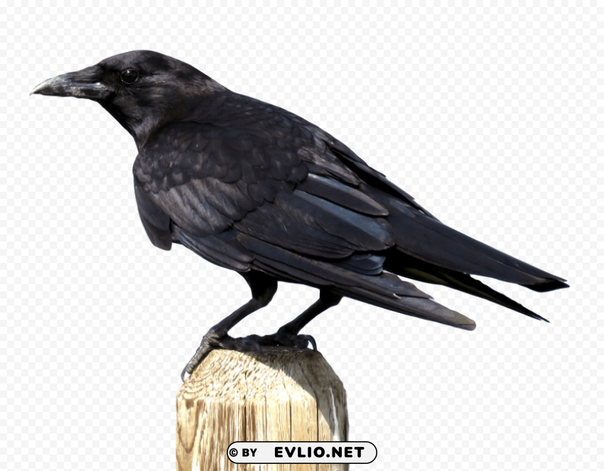 Crow PNG transparent images mega collection