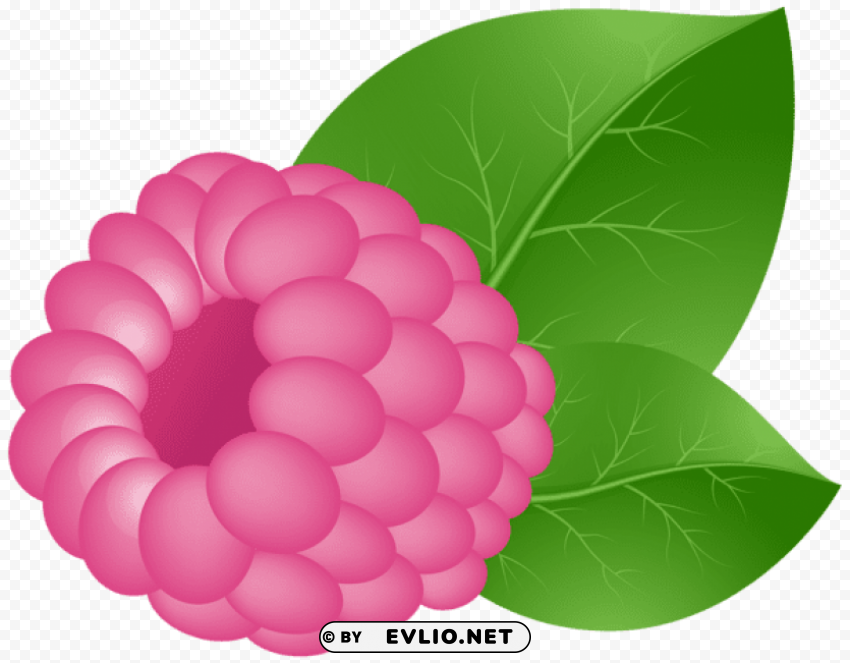 raspberry transparent PNG picture