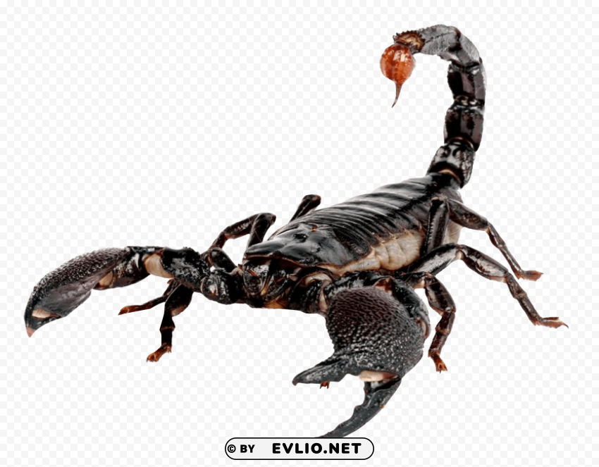 scorpion Transparent Background PNG Isolated Character