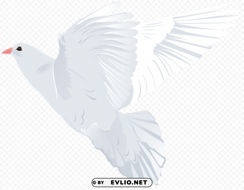 white dove transparent Clear background PNG graphics
