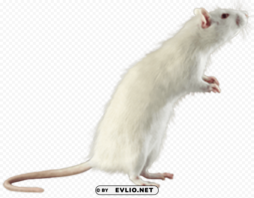 white mouse PNG Image with Transparent Isolation clipart png photo - 1f328e2a