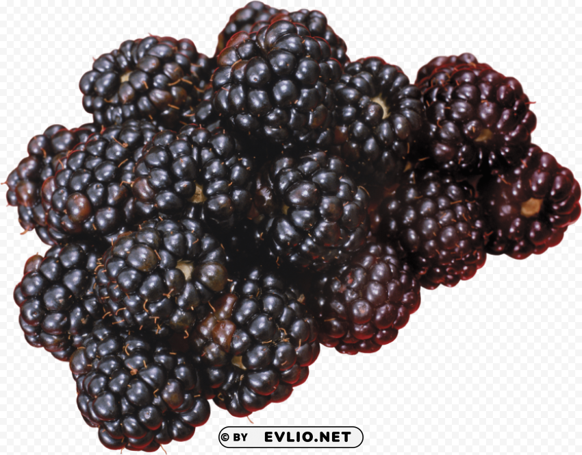 blackberry Transparent PNG images for design