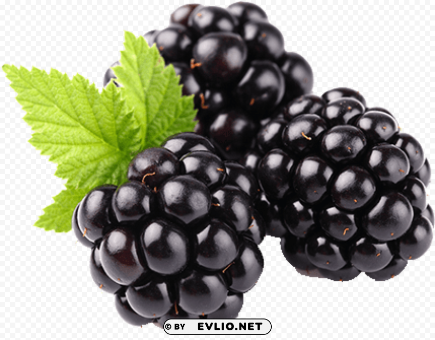 Blackberry Fruit High-quality PNG Images With Transparency