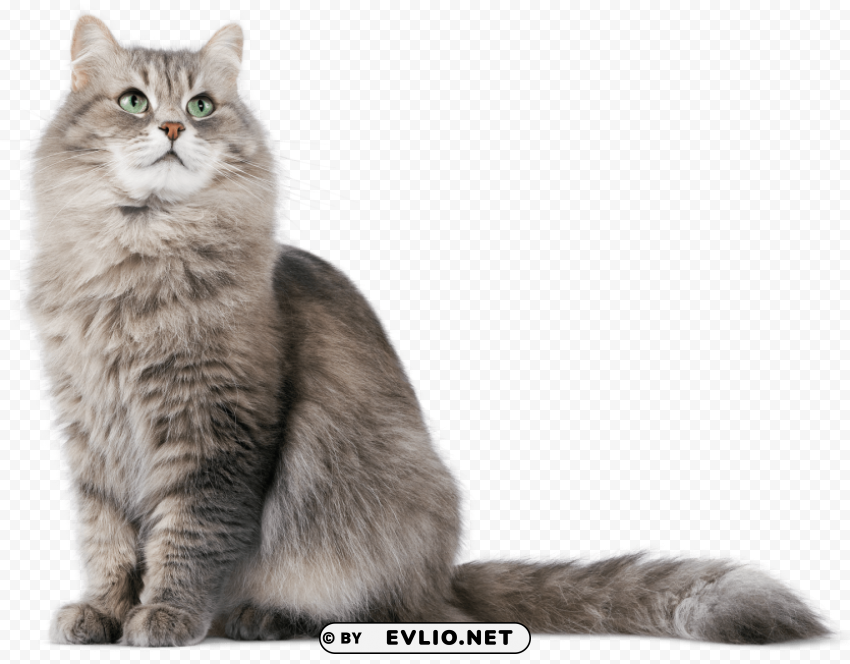 Cat Free PNG Images With Transparent Background