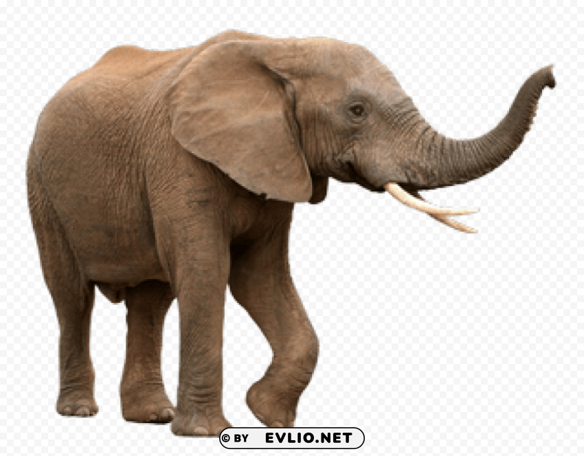 elephant PNG images with no limitations