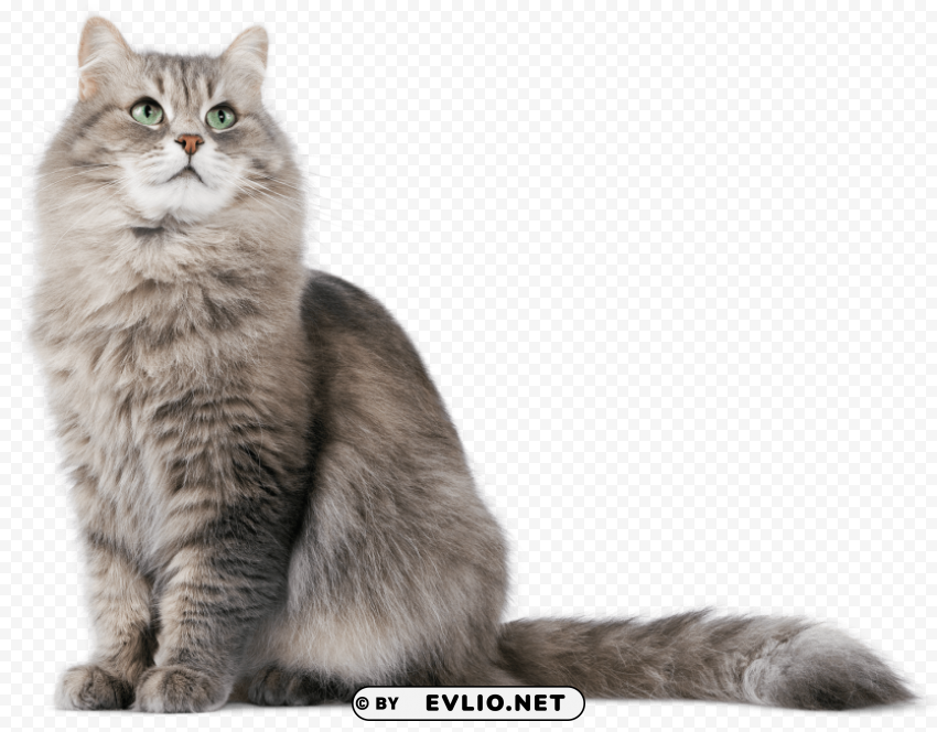 siberian cat PNG high resolution free