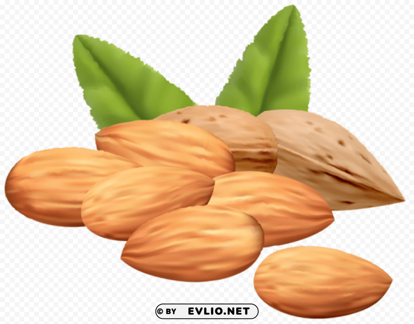 almond nuts PNG Graphic with Isolated Design
