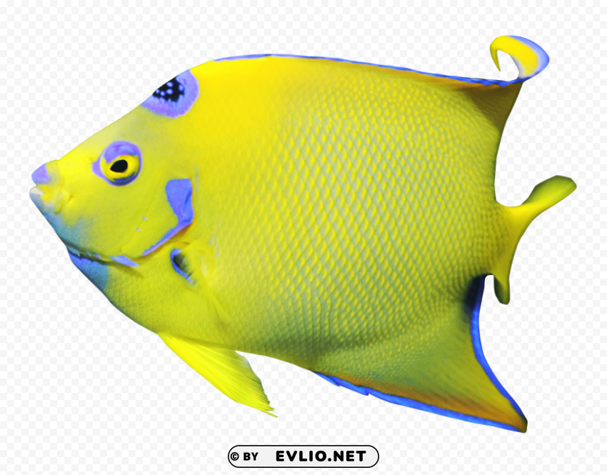 angelfish PNG with transparent background free