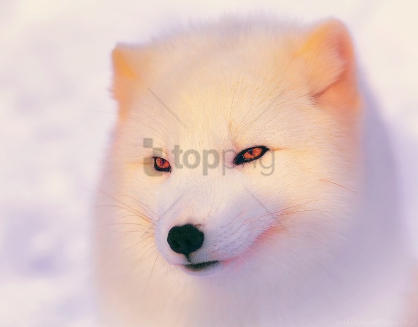 arctic fox eyes face polar fox wallpaper Isolated Design Element in Transparent PNG