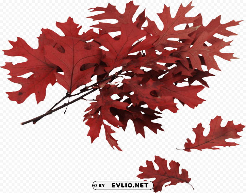 autumn leaf PNG with isolated background