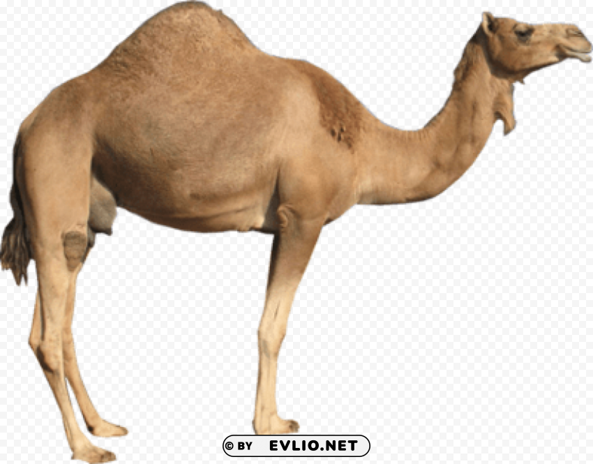 camel Isolated Object on Transparent PNG