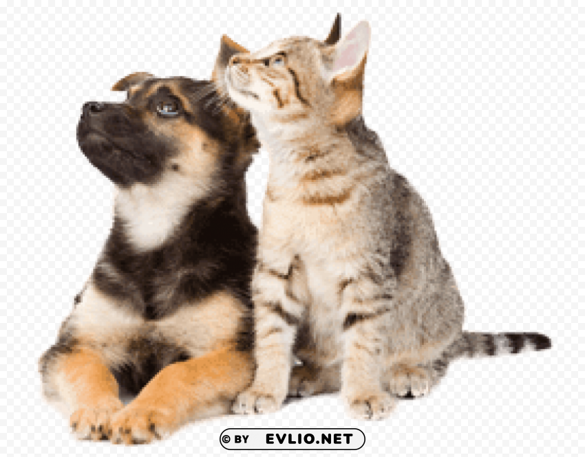 Dog Cat Looking Up Isolated Illustration In Transparent PNG