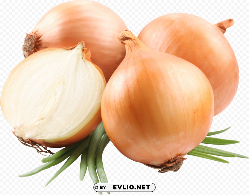 onion Transparent PNG images for printing