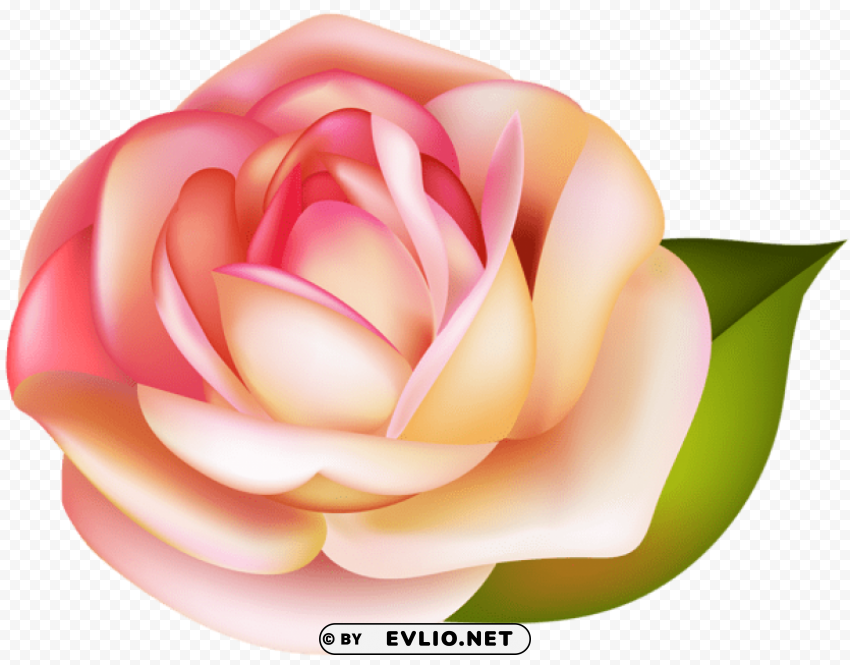 rose PNG file without watermark